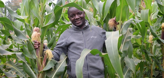 Moses Mbogo, a farmer and village-based advisor taking part in the Regenerative Agriculture Project in Embu County at his maize and climbing beans farm.